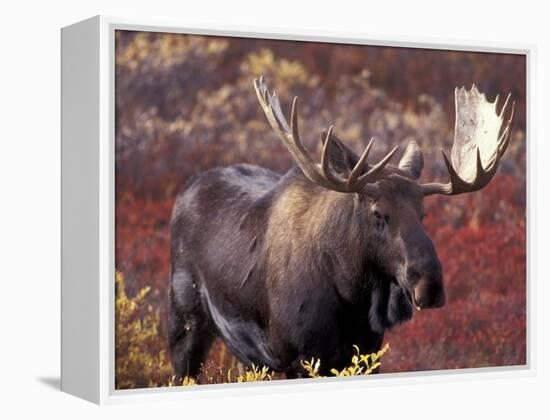 Moose in Autumn Alpine Blueberries, Denali National Park, Alaska, USA-Hugh Rose-Framed Premier Image Canvas