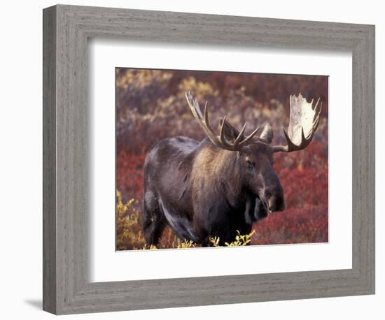 Moose in Autumn Alpine Blueberries, Denali National Park, Alaska, USA-Hugh Rose-Framed Photographic Print