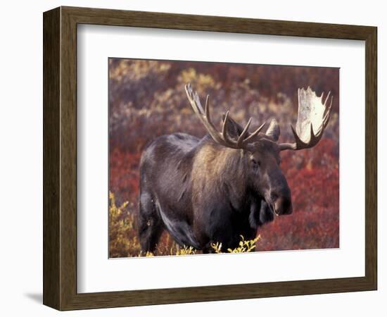 Moose in Autumn Alpine Blueberries, Denali National Park, Alaska, USA-Hugh Rose-Framed Photographic Print