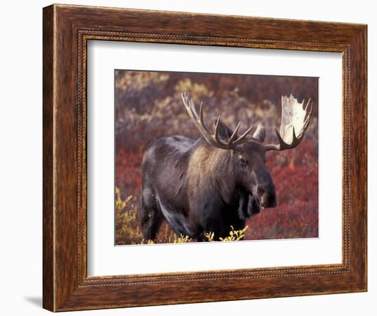 Moose in Autumn Alpine Blueberries, Denali National Park, Alaska, USA-Hugh Rose-Framed Photographic Print