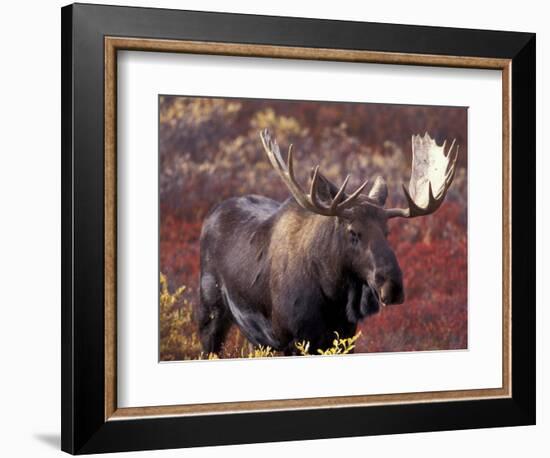 Moose in Autumn Alpine Blueberries, Denali National Park, Alaska, USA-Hugh Rose-Framed Photographic Print