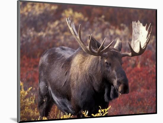 Moose in Autumn Alpine Blueberries, Denali National Park, Alaska, USA-Hugh Rose-Mounted Photographic Print