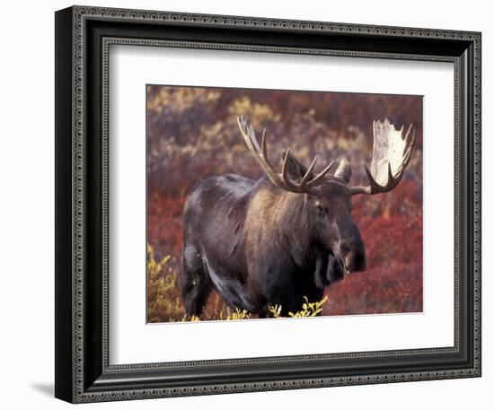 Moose in Autumn Alpine Blueberries, Denali National Park, Alaska, USA-Hugh Rose-Framed Photographic Print