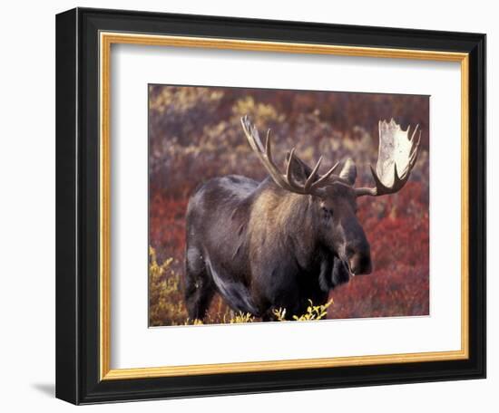 Moose in Autumn Alpine Blueberries, Denali National Park, Alaska, USA-Hugh Rose-Framed Photographic Print