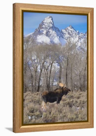 Moose in Field, Grand Teton, Teton Mountains, Grand Teton NP, WYoming-Howie Garber-Framed Premier Image Canvas