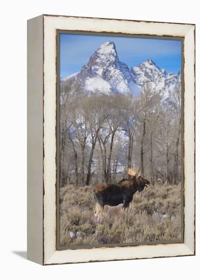 Moose in Field, Grand Teton, Teton Mountains, Grand Teton NP, WYoming-Howie Garber-Framed Premier Image Canvas