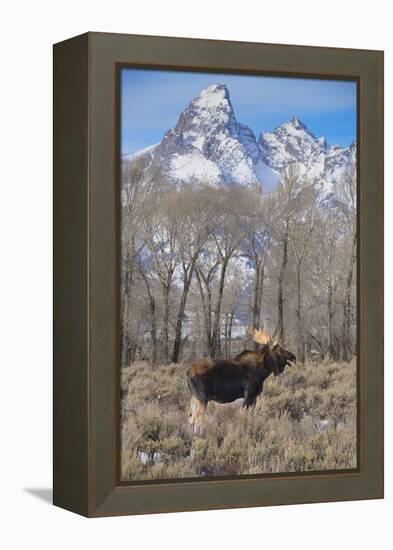 Moose in Field, Grand Teton, Teton Mountains, Grand Teton NP, WYoming-Howie Garber-Framed Premier Image Canvas