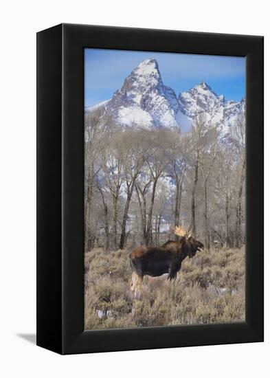 Moose in Field, Grand Teton, Teton Mountains, Grand Teton NP, WYoming-Howie Garber-Framed Premier Image Canvas