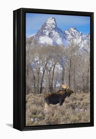 Moose in Field, Grand Teton, Teton Mountains, Grand Teton NP, WYoming-Howie Garber-Framed Premier Image Canvas