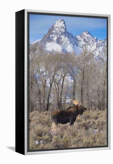 Moose in Field, Grand Teton, Teton Mountains, Grand Teton NP, WYoming-Howie Garber-Framed Premier Image Canvas