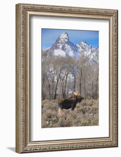 Moose in Field, Grand Teton, Teton Mountains, Grand Teton NP, WYoming-Howie Garber-Framed Photographic Print