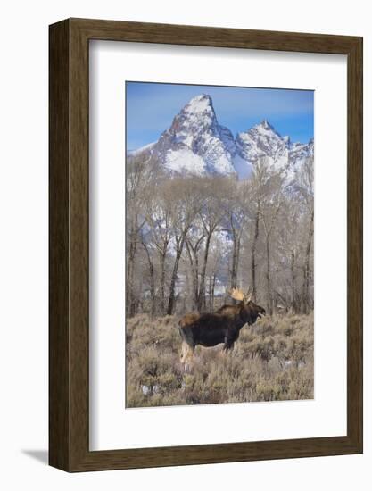 Moose in Field, Grand Teton, Teton Mountains, Grand Teton NP, WYoming-Howie Garber-Framed Photographic Print