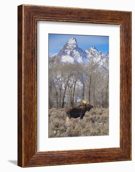 Moose in Field, Grand Teton, Teton Mountains, Grand Teton NP, WYoming-Howie Garber-Framed Photographic Print