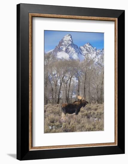 Moose in Field, Grand Teton, Teton Mountains, Grand Teton NP, WYoming-Howie Garber-Framed Photographic Print