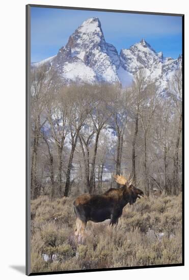 Moose in Field, Grand Teton, Teton Mountains, Grand Teton NP, WYoming-Howie Garber-Mounted Photographic Print