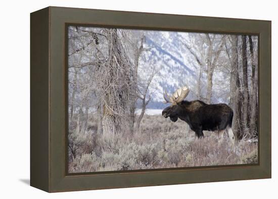 Moose in the Teton Mountains, Grand Teton NP, WYoming-Howie Garber-Framed Premier Image Canvas