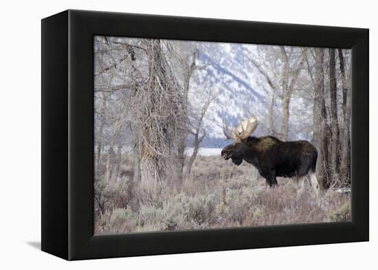 Moose in the Teton Mountains, Grand Teton NP, WYoming-Howie Garber-Framed Premier Image Canvas