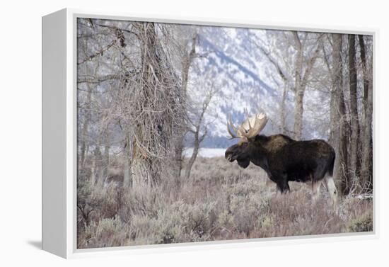 Moose in the Teton Mountains, Grand Teton NP, WYoming-Howie Garber-Framed Premier Image Canvas