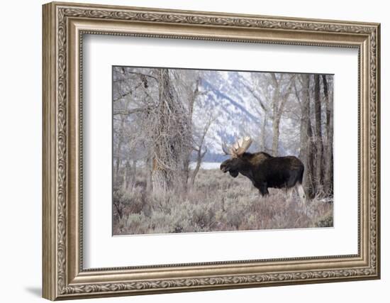 Moose in the Teton Mountains, Grand Teton NP, WYoming-Howie Garber-Framed Photographic Print