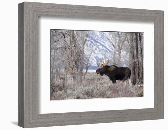 Moose in the Teton Mountains, Grand Teton NP, WYoming-Howie Garber-Framed Photographic Print