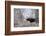 Moose in the Teton Mountains, Grand Teton NP, WYoming-Howie Garber-Framed Photographic Print