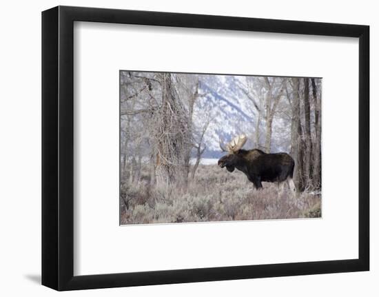 Moose in the Teton Mountains, Grand Teton NP, WYoming-Howie Garber-Framed Photographic Print