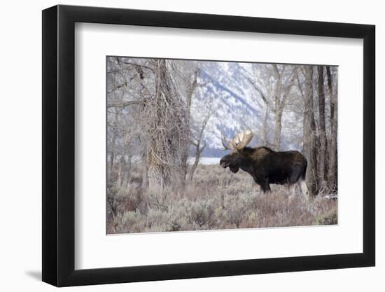 Moose in the Teton Mountains, Grand Teton NP, WYoming-Howie Garber-Framed Photographic Print