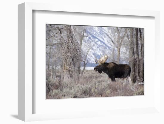 Moose in the Teton Mountains, Grand Teton NP, WYoming-Howie Garber-Framed Photographic Print