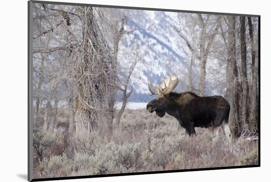 Moose in the Teton Mountains, Grand Teton NP, WYoming-Howie Garber-Mounted Photographic Print