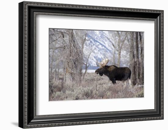 Moose in the Teton Mountains, Grand Teton NP, WYoming-Howie Garber-Framed Photographic Print