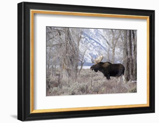 Moose in the Teton Mountains, Grand Teton NP, WYoming-Howie Garber-Framed Photographic Print