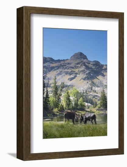 Moose in Uintah Wasatch Cache National Forest, Utah-Howie Garber-Framed Photographic Print