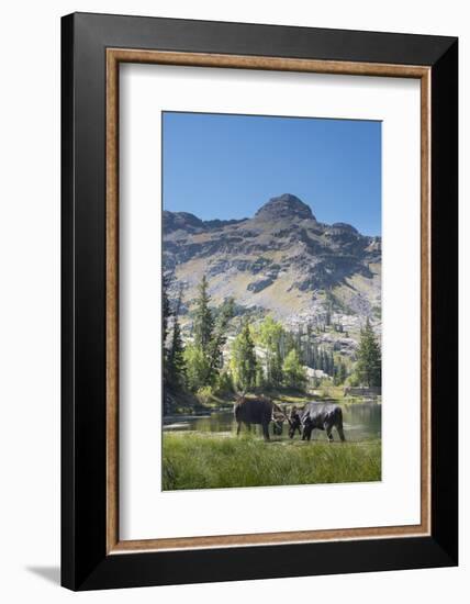 Moose in Uintah Wasatch Cache National Forest, Utah-Howie Garber-Framed Photographic Print