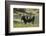 Moose in Uintah Wasatch Cache National Forest, Utah-Howie Garber-Framed Photographic Print