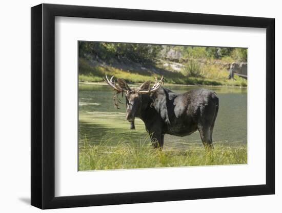 Moose in Uintah Wasatch Cache National Forest, Utah-Howie Garber-Framed Photographic Print