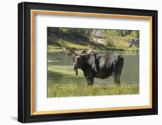 Moose in Uintah Wasatch Cache National Forest, Utah-Howie Garber-Framed Photographic Print