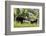 Moose in Uintah Wasatch Cache National Forest, Utah-Howie Garber-Framed Photographic Print