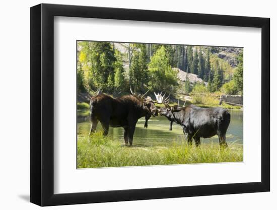 Moose in Uintah Wasatch Cache National Forest, Utah-Howie Garber-Framed Photographic Print