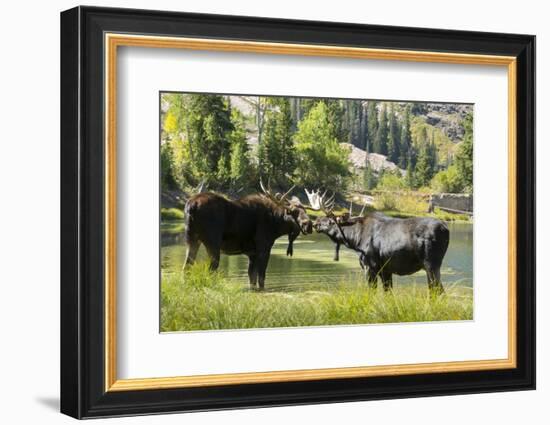 Moose in Uintah Wasatch Cache National Forest, Utah-Howie Garber-Framed Photographic Print