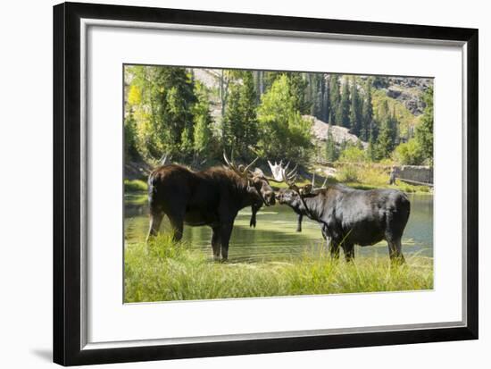 Moose in Uintah Wasatch Cache National Forest, Utah-Howie Garber-Framed Photographic Print