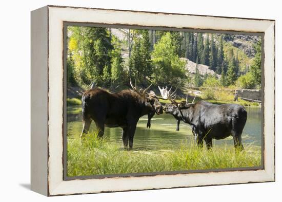 Moose in Uintah Wasatch Cache National Forest, Utah-Howie Garber-Framed Premier Image Canvas