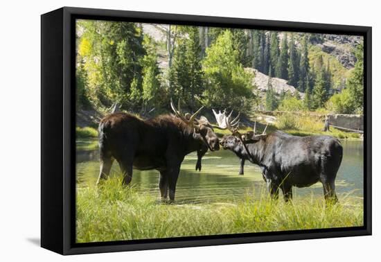 Moose in Uintah Wasatch Cache National Forest, Utah-Howie Garber-Framed Premier Image Canvas