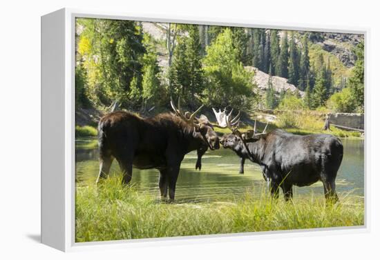 Moose in Uintah Wasatch Cache National Forest, Utah-Howie Garber-Framed Premier Image Canvas