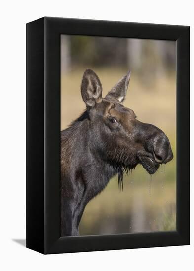 Moose in Watering Hole, Grand Teton National Park, Wyoming, USA-Tom Norring-Framed Premier Image Canvas