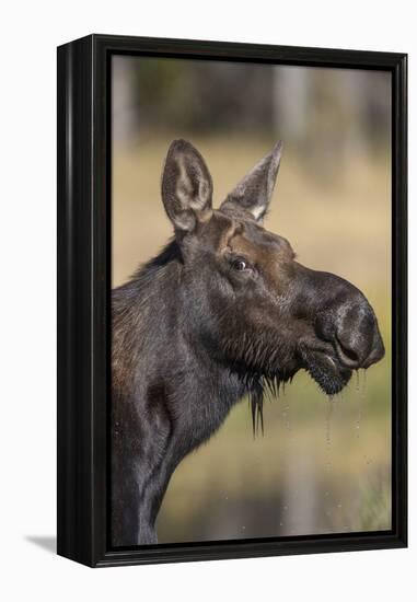 Moose in Watering Hole, Grand Teton National Park, Wyoming, USA-Tom Norring-Framed Premier Image Canvas