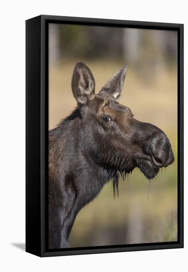 Moose in Watering Hole, Grand Teton National Park, Wyoming, USA-Tom Norring-Framed Premier Image Canvas