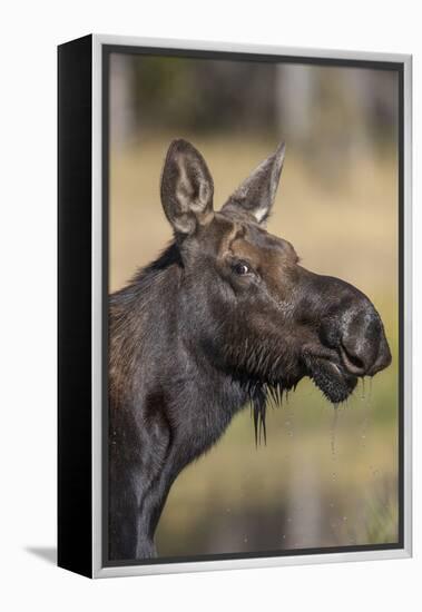 Moose in Watering Hole, Grand Teton National Park, Wyoming, USA-Tom Norring-Framed Premier Image Canvas