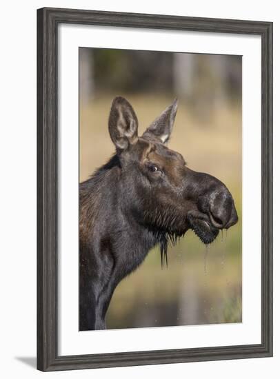 Moose in Watering Hole, Grand Teton National Park, Wyoming, USA-Tom Norring-Framed Photographic Print