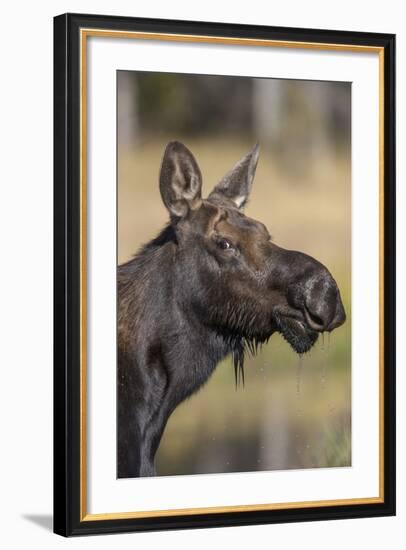 Moose in Watering Hole, Grand Teton National Park, Wyoming, USA-Tom Norring-Framed Photographic Print