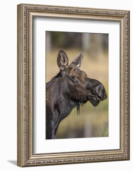 Moose in Watering Hole, Grand Teton National Park, Wyoming, USA-Tom Norring-Framed Photographic Print